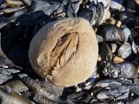 Arbacia lixula, Black Sea Urchin